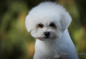 Foto №4. Ich werde verkaufen bichon frisé in der Stadt Belgrad. züchter - preis - verhandelt