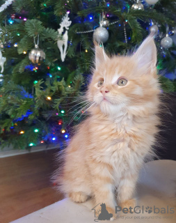 Zusätzliche Fotos: Reinrassige Maine-Coon-Kätzchen zur Adoption verfügbar