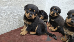 Foto №1. rottweiler - zum Verkauf in der Stadt Esseln am Neckar | 450€ | Ankündigung № 171453