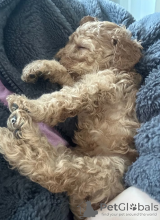 Foto №3. F1B Cavapoo-Welpen. Australien