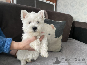 Foto №3. Führen zu. Lettland