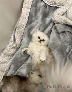 Foto №1. perserkatze - zum Verkauf in der Stadt Augsburg | 350€ | Ankündigung № 153076