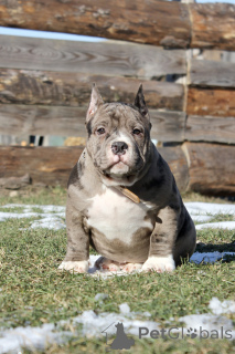 Foto №4. Ich werde verkaufen american bully in der Stadt Riga. vom kindergarten - preis - 2000€