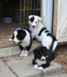 Foto №1. border collie - zum Verkauf in der Stadt Vienna | verhandelt | Ankündigung № 124802