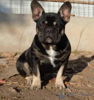 Foto №2 zu Ankündigung № 7451 zu verkaufen französische bulldogge - einkaufen Ukraine züchter