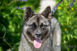 Zusätzliche Fotos: Unglaublicher Hund Nori sucht ein Zuhause!