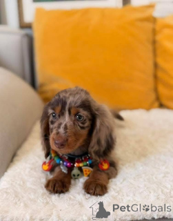 Foto №3. Süße Kuchen. Sie sind bereit für die Adoption in ihrem neuen Zuhause. DM für. USA