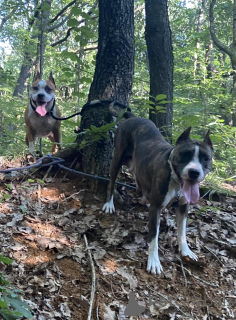 Foto №3. Eine Chance, Ihre Traum -Haustiere zu schnappen (amerikanische Mastiff -Hunde). Weißrussland
