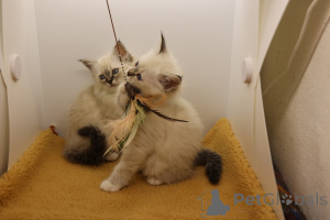 Foto №4. Ich werde verkaufen birma-katze in der Stadt Barra de Navidad. quotient 	ankündigung - preis - 367€