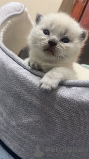 Foto №1. britisch langhaar - zum Verkauf in der Stadt Braunschweig | 380€ | Ankündigung № 166921