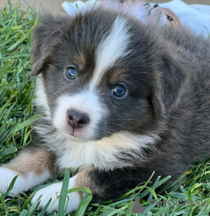 Foto №2 zu Ankündigung № 123106 zu verkaufen australian shepherd - einkaufen Australien 