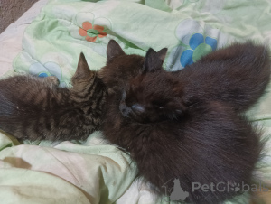 Foto №1.  - zum Verkauf in der Stadt St. Petersburg | verhandelt | Ankündigung № 146294