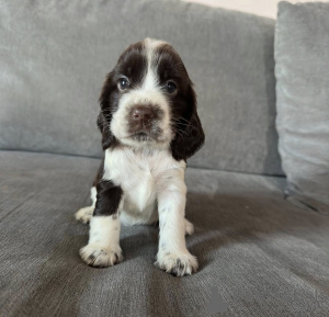 Foto №3. Urocze szczenięta angielskiego Cocker Spaniela do adopcji.. Polen