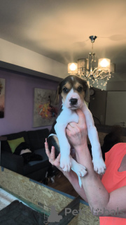 Foto №2 zu Ankündigung № 166244 zu verkaufen russischer jagdhund - einkaufen Deutschland quotient 	ankündigung