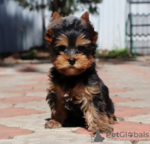 Foto №2 zu Ankündigung № 119352 zu verkaufen yorkshire terrier - einkaufen Deutschland quotient 	ankündigung