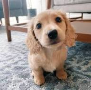 Foto №4. Ich werde verkaufen dackel in der Stadt Belfast. quotient 	ankündigung, züchter - preis - 700€