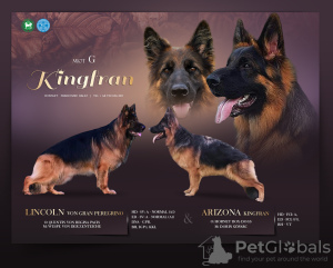Foto №1. deutscher schäferhund - zum Verkauf in der Stadt Kozy | 1000€ | Ankündigung № 27790