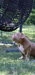 Foto №3. American Bully Welpen zu verkaufen. Bosnien und Herzegowina