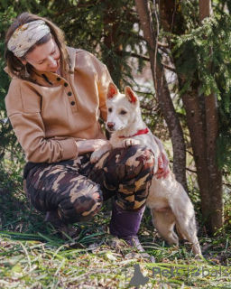 Foto №3. Der unvergleichliche Hauswelpe Pilot sucht ein Zuhause. Russische Föderation