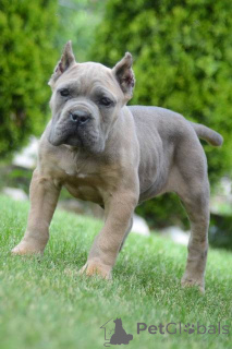 Foto №1. cane corso italiano - zum Verkauf in der Stadt Obrenovac | verhandelt | Ankündigung № 168823
