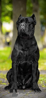 Zusätzliche Fotos: Italienische Cane Corso-Welpen