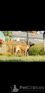 Foto №2 zu Ankündigung № 101610 zu verkaufen belgischer schäferhund - einkaufen Polen züchter