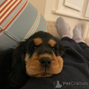 Foto №2 zu Ankündigung № 160714 zu verkaufen english cocker spaniel - einkaufen Finnland züchter