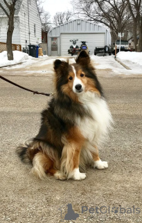 Foto №1. shetland sheepdog - zum Verkauf in der Stadt Aizlenten | 500€ | Ankündigung № 157798