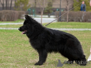 Zusätzliche Fotos: Deutscher Schäferhund, 4,5 Monate alt, männlich