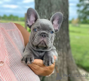 Foto №2 zu Ankündigung № 110717 zu verkaufen französische bulldogge - einkaufen USA quotient 	ankündigung