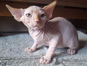 Foto №1. sphynx-katze - zum Verkauf in der Stadt Дармштадт | verhandelt | Ankündigung № 117212