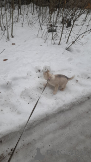 Foto №1. siberian husky - zum Verkauf in der Stadt Tallinn | verhandelt | Ankündigung № 34216