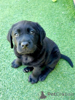 Foto №1. labrador retriever - zum Verkauf in der Stadt Nantes | verhandelt | Ankündigung № 177478