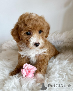 Foto №1. pudel (toy) - zum Verkauf in der Stadt Tübingen | verhandelt | Ankündigung № 140719