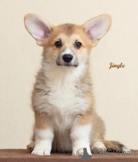 Foto №3. Welsh Corgi Pembroke. Interessante Mädchen mit UKU-Dokumenten. Ukraine