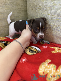 Foto №1. jack russell terrier - zum Verkauf in der Stadt Joensuu | verhandelt | Ankündigung № 162117
