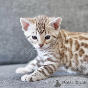 Foto №3. Lernen Sie Leo kennen, den goldenen Jungen mit einem wilden Herzen und einer. Deutschland