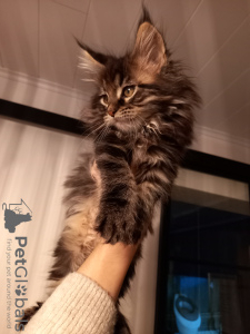 Zusätzliche Fotos: Maine-Coon-Kätzchen, Kissanpennut