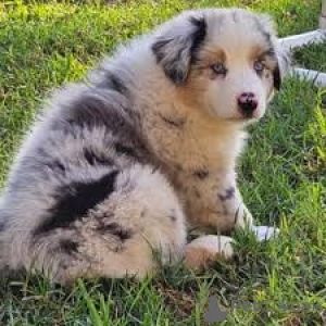 Foto №1. australian shepherd, miniatur-amerikanischer schäferhund (aussie) - zum Verkauf in der Stadt Amsterdam | 700€ | Ankündigung № 160806
