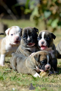 Foto №1. staffordshire bull terrier - zum Verkauf in der Stadt Hübsch | verhandelt | Ankündigung № 163891