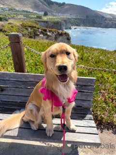 Foto №4. Ich werde verkaufen golden retriever in der Stadt Alavus. quotient 	ankündigung - preis - 650€