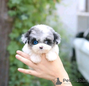 Foto №2 zu Ankündigung № 133025 zu verkaufen pommersche spitz - einkaufen USA quotient 	ankündigung