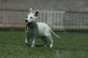 Foto №1. berger blanc suisse - zum Verkauf in der Stadt Šabac | verhandelt | Ankündigung № 111312