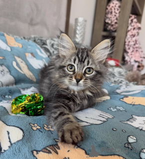 Foto №3. Der letzte Wurf der Sibirischen Katzen vergeht schnell!. Ukraine