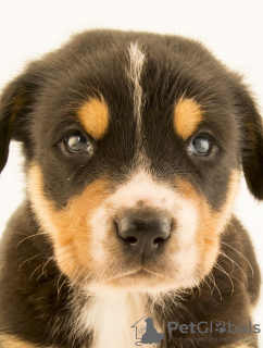 Foto №2 zu Ankündigung № 73533 zu verkaufen mischlingshund - einkaufen Kamerun quotient 	ankündigung, vom kindergarten, aus dem tierheim, züchter