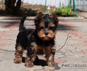 Foto №1. yorkshire terrier - zum Verkauf in der Stadt Düsseldorf | 265€ | Ankündigung № 119352