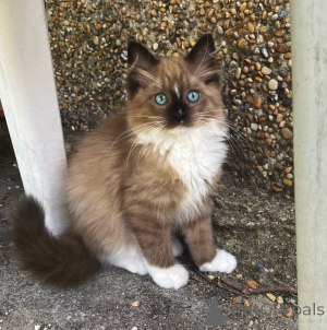 Foto №1. ragdoll-katze - zum Verkauf in der Stadt Berlin | verhandelt | Ankündigung № 165690