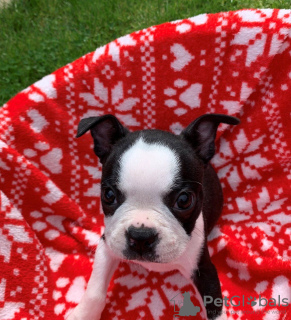 Foto №3. Entzückende Boston Terrier-Welpen zur kostenlosen Adoption. Deutschland