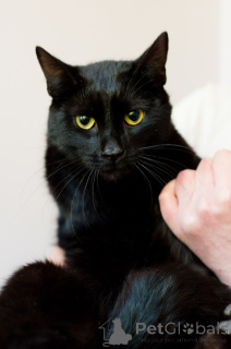 Foto №2 zu Ankündigung № 138801 zu verkaufen  - einkaufen Weißrussland 