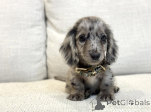 Foto №3. Süß, kuschelig und voller Liebe strahlt Lunas Herz so hell wie ihr Name.. Deutschland